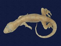 藏品(龜山壁虎)的圖片